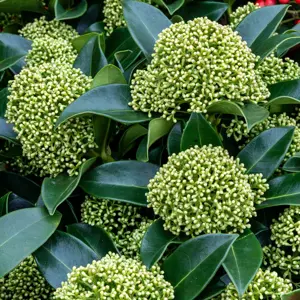 Skimmia japonica 'White Globe' (Pot Size 3L) - image 2