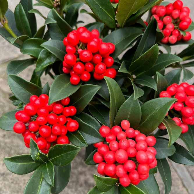 Skimmia 'O'Berries Red' (12cm)