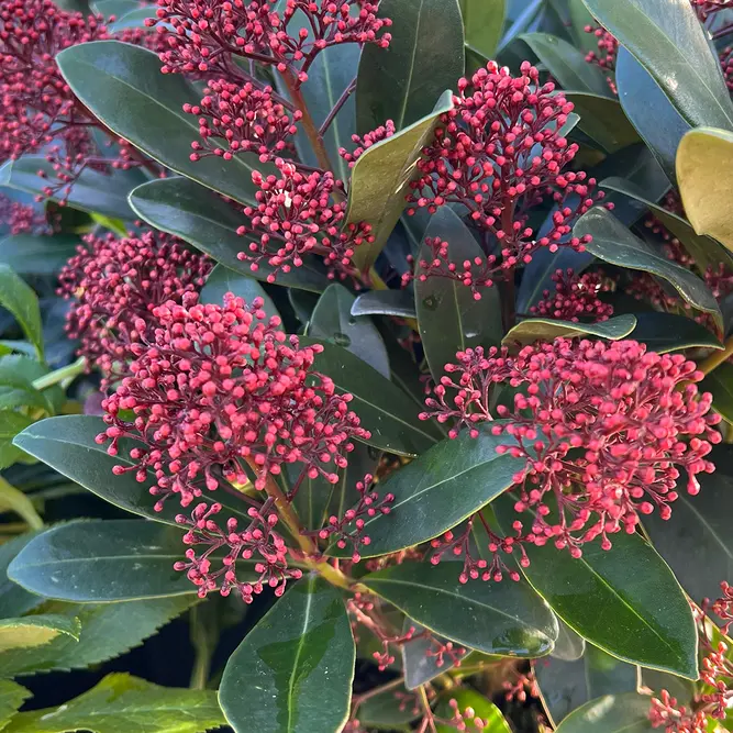 Skimmia 'Red Dwarf' (Pot Size 9cm)