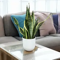 Snake Plant
