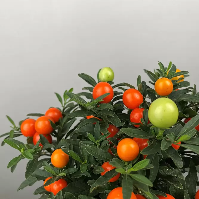Solanum capsicastrum (Pot Size 12cm) - Christmas Cherry - image 1