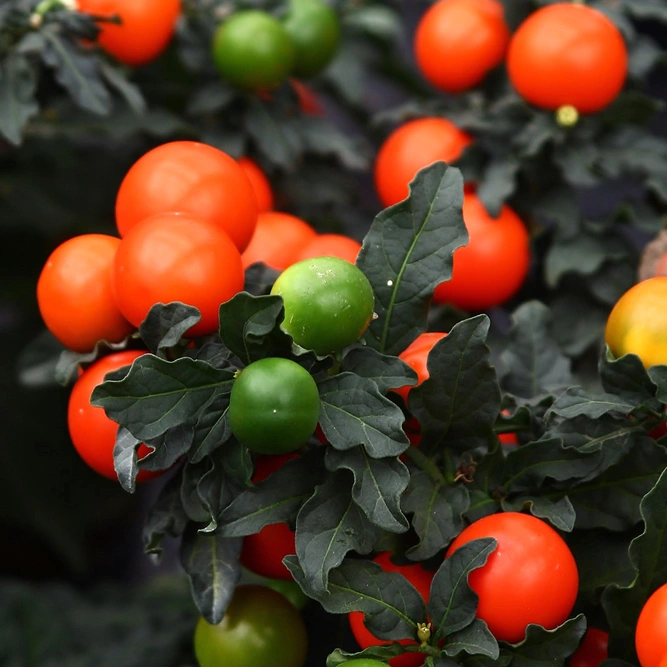 Solanum capsicastrum (Pot Size 12cm) - Christmas Cherry - image 2