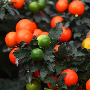 Solanum capsicastrum (Pot Size 12cm) - Christmas Cherry - image 2