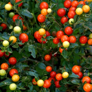 Solanum capsicastrum (Pot Size 12cm) - Christmas Cherry - image 1