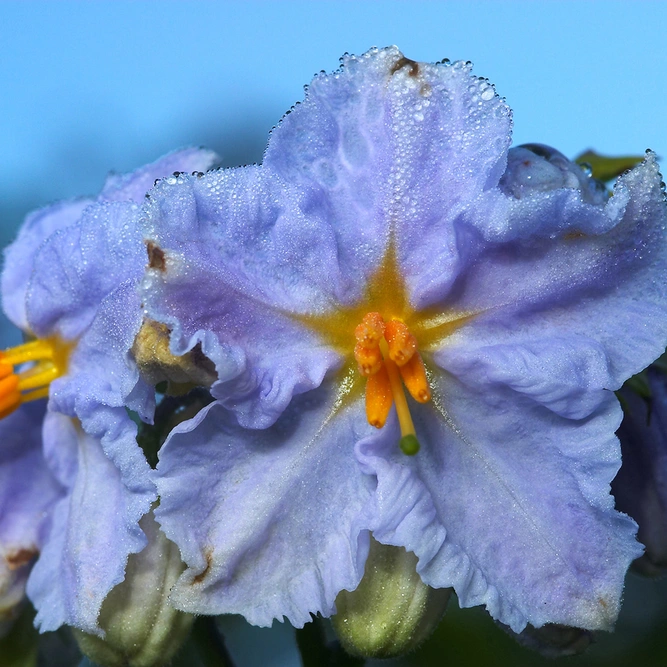 Solanum crispum 'Glasnevin' (Pot Size 3Ltr) Potato Vine - image 1