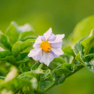Solanum crispum 'Glasnevin' (Pot Size 3Ltr) Potato Vine - image 2