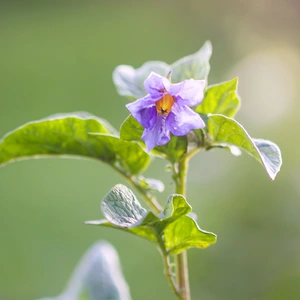 Solanum crispum 'Glasnevin' (Pot Size 3Ltr) Potato Vine - image 3