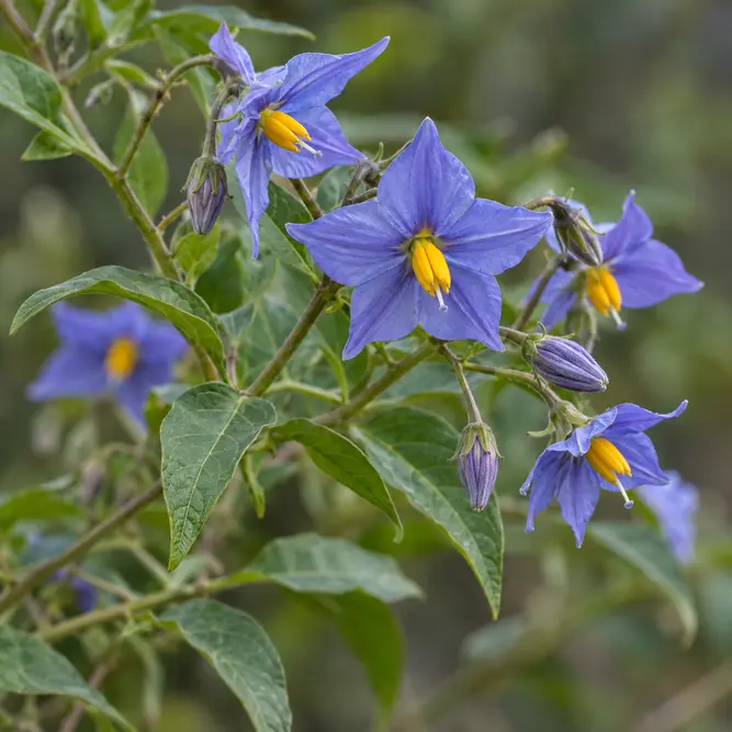 Solanum crispum 'Glasnevin' (Pot Size 3Ltr) Potato Vine