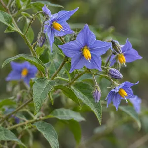 Solanum crispum 'Glasnevin' (Pot Size 3Ltr) Potato Vine