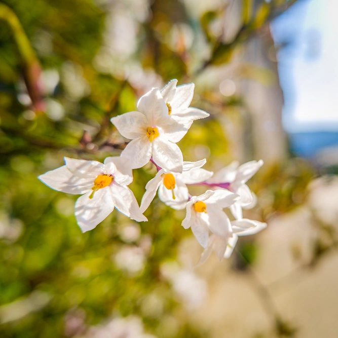 Solanum jasminoides 'Alba' (Pot Size 3L) White Potato Vine