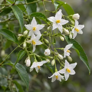 Solanum jasminoides 'Alba' (Pot Size 3L) White Potato Vine