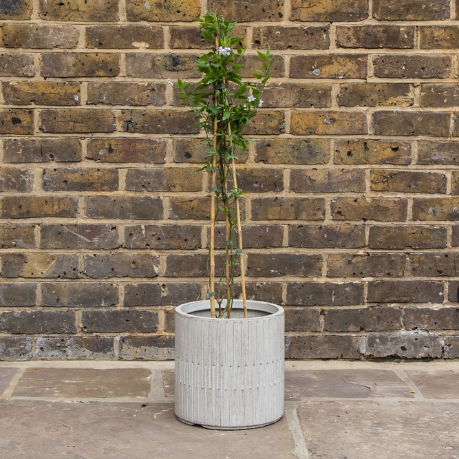 Solanum jasminoides 'Bleu' (3L) Potato Vine - image 2