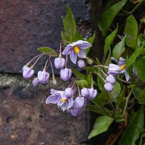 Solanum jasminoides 'Bleu' (3L) Potato Vine - image 3
