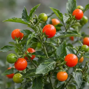 Solanum pseudocapsicum ‘Thorino’ (Pot Size 10.5cm) Jerusalem Cherry