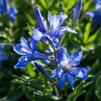 Sollya (Billardiera fusiformis)