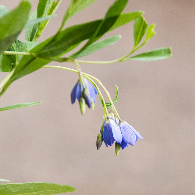 Sollya heterophylla 'Blue Bell Creeper' - image 3