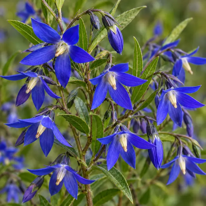 Sollya heterophylla 'Blue Bell Creeper'