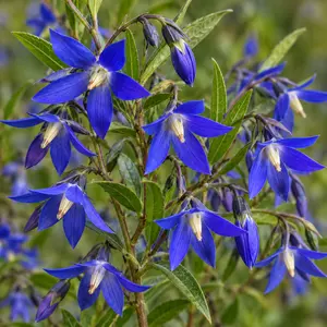 Sollya heterophylla 'Blue Bell Creeper'