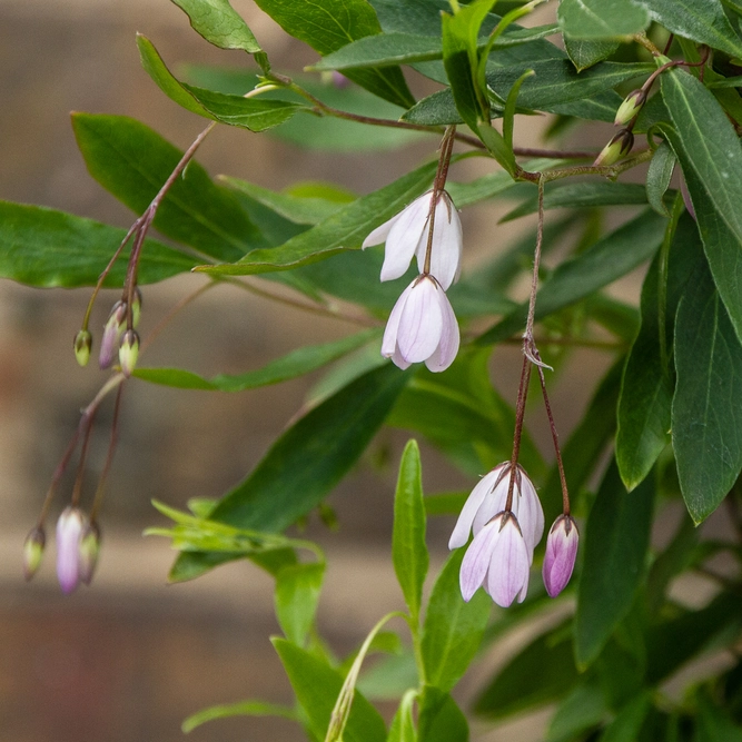 Sollya heterophylla 'Pink' (Pot Size 3L) - image 1