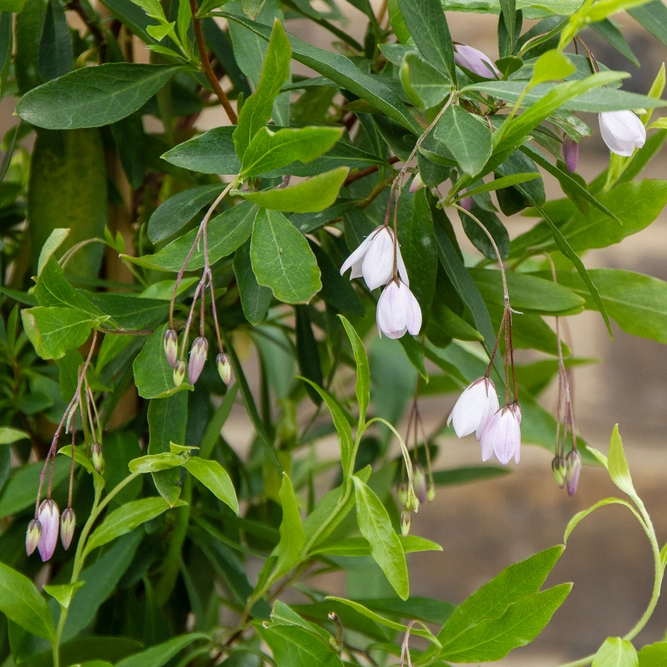 Sollya heterophylla 'Pink' (Pot Size 3L) - image 2