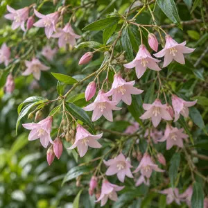 Sollya heterophylla 'Pink' (Pot Size 3L)