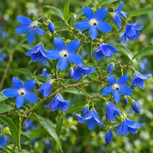 Sollya heterophylla ' Ultra Blue' (Pot Size 3L)