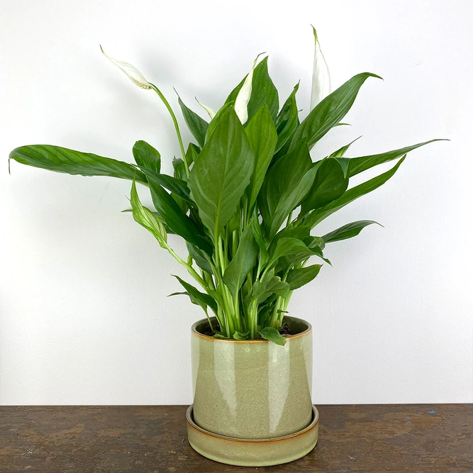 Spathiphyllum (12cm) Peace lily - image 3