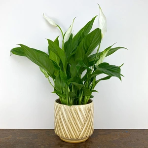 Spathiphyllum (12cm) Peace lily - image 3