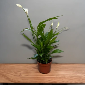 Spathiphyllum (12cm) Peace lily - image 1