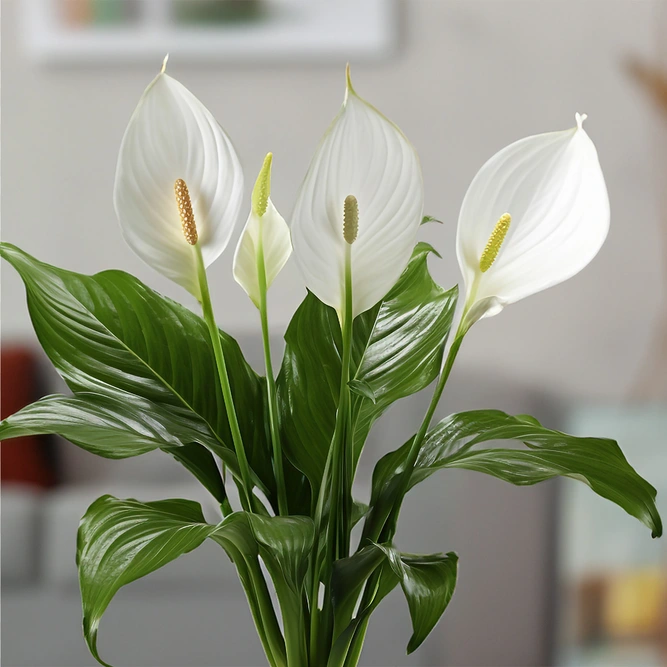 Spathiphyllum 'Bingo Cupido' (Pot Size 17cm) Peace Lily - image 2
