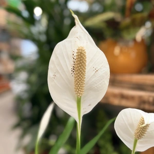 Spathiphyllum 'Bingo Cupido' (Pot Size 17cm) Peace Lily - image 3