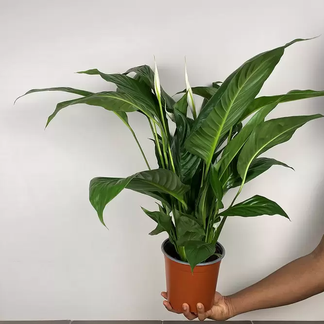 Spathiphyllum 'Chopin' (Pot Size 6.5cm) Peace lily - image 4