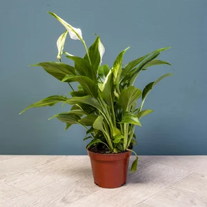 Spathiphyllum 'Chopin' (Pot Size 6.5cm) Peace lily - image 1