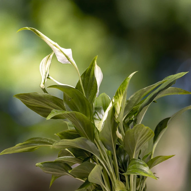 Spathiphyllum 'Chopin' (Pot Size 6.5cm) Peace lily - image 2
