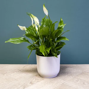 Spathiphyllum 'Chopin' (Pot Size 6.5cm) Peace lily - image 3