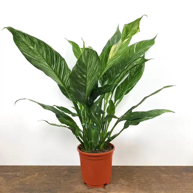 Spathiphyllum 'Diamond' (Pot Size 14cm) Variegated Peace Lily - image 2