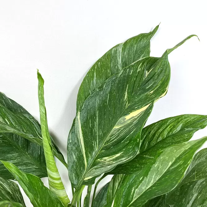 Spathiphyllum 'Diamond' (Pot Size 14cm) Variegated Peace Lily - image 3