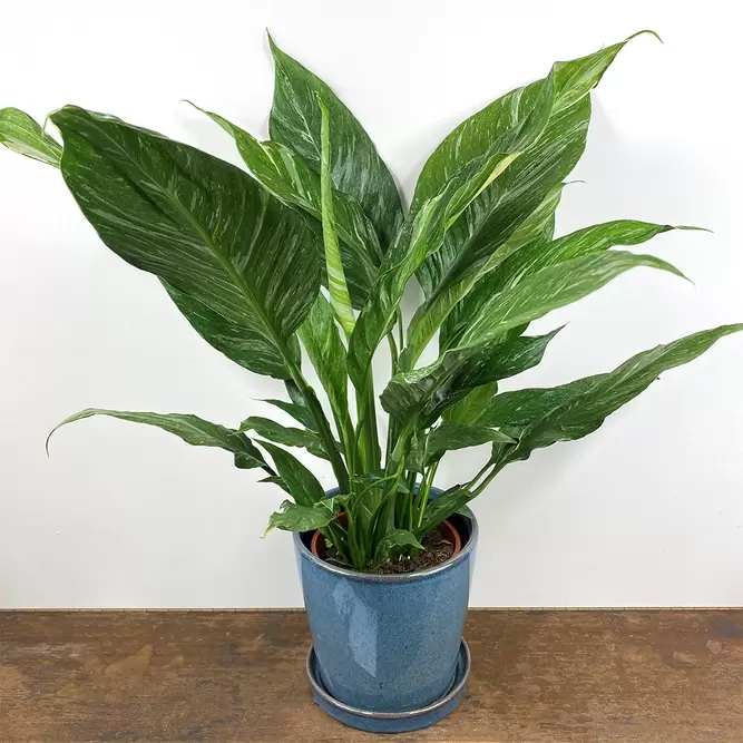 Spathiphyllum 'Diamond' (Pot Size 14cm) Variegated Peace Lily - image 1