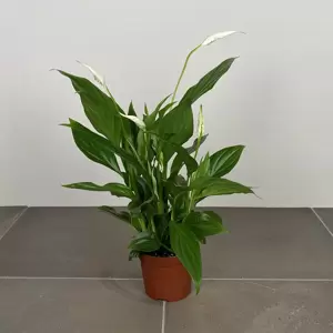 Spathiphyllum (Pot Size 9cm) Peace lily - image 3