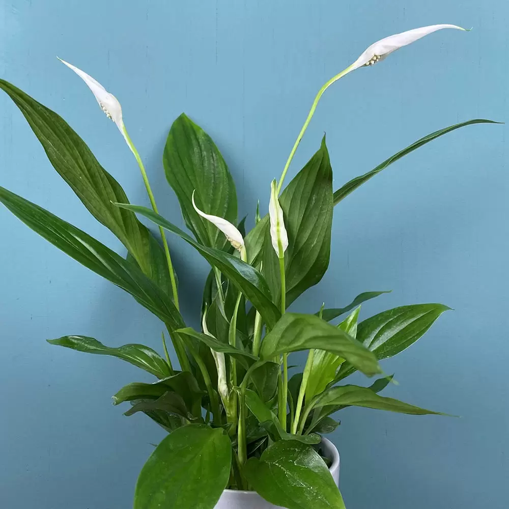 Spathiphyllum (Pot Size 9cm) Peace lily from Boma Garden Centre