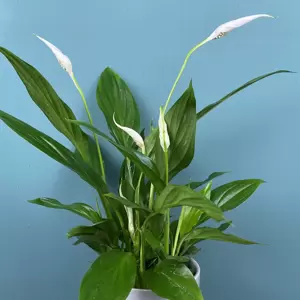 Spathiphyllum (Pot Size 9cm) Peace lily - image 1