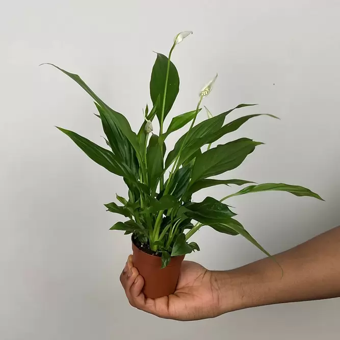 Spathiphyllum (Pot Size 9cm) Peace lily - image 4
