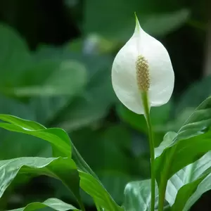 Spathiphyllum (Pot Size 9cm) Peace lily - image 1