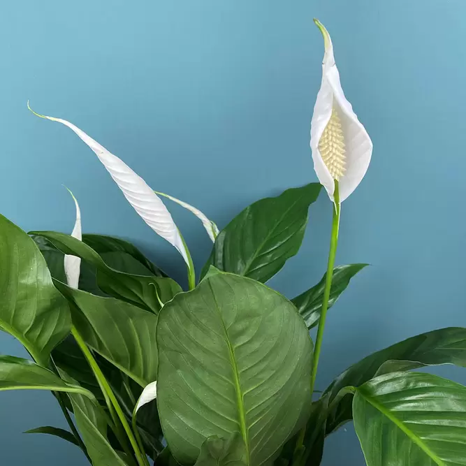 Spathiphyllum (Pot Size 14cm) Peace lily - image 1