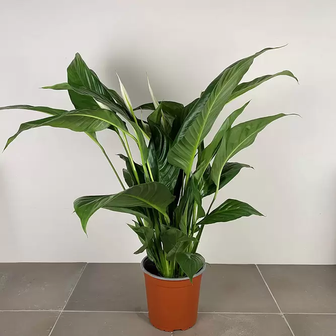 Spathiphyllum (Pot Size 14cm) Peace lily - image 2