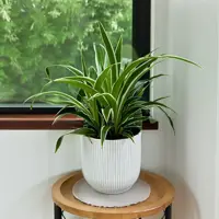 Spider Plant