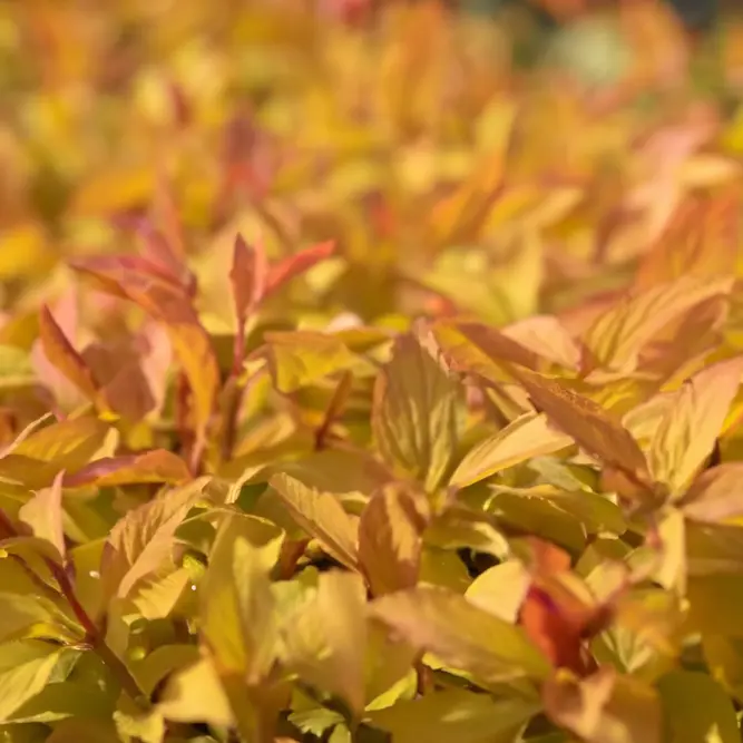 Spiraea 'Firelight' (Pot Size 3L) - image 2