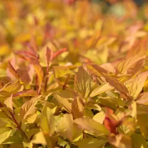 Spiraea 'Firelight' (Pot Size 3L) - image 2