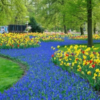 Spring Plants