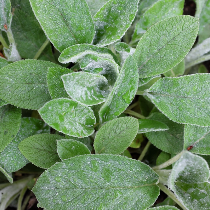 Stachys 'Big Ears'  (Pot Size 1ltr) Lambs Ears